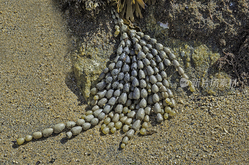 海王星项链(Hormosira banksii)，也被称为海葡萄或泡沫草，是一种海藻(褐藻，Fucales)发现于澳大利亚和新西兰。它通常在中潮的岩石池中发现，其特征是一串oli